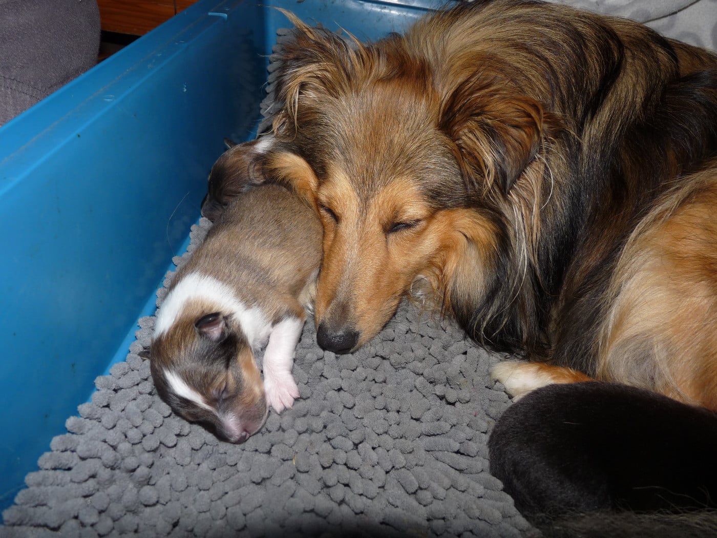 Ukyo Des Shelties De Gaia