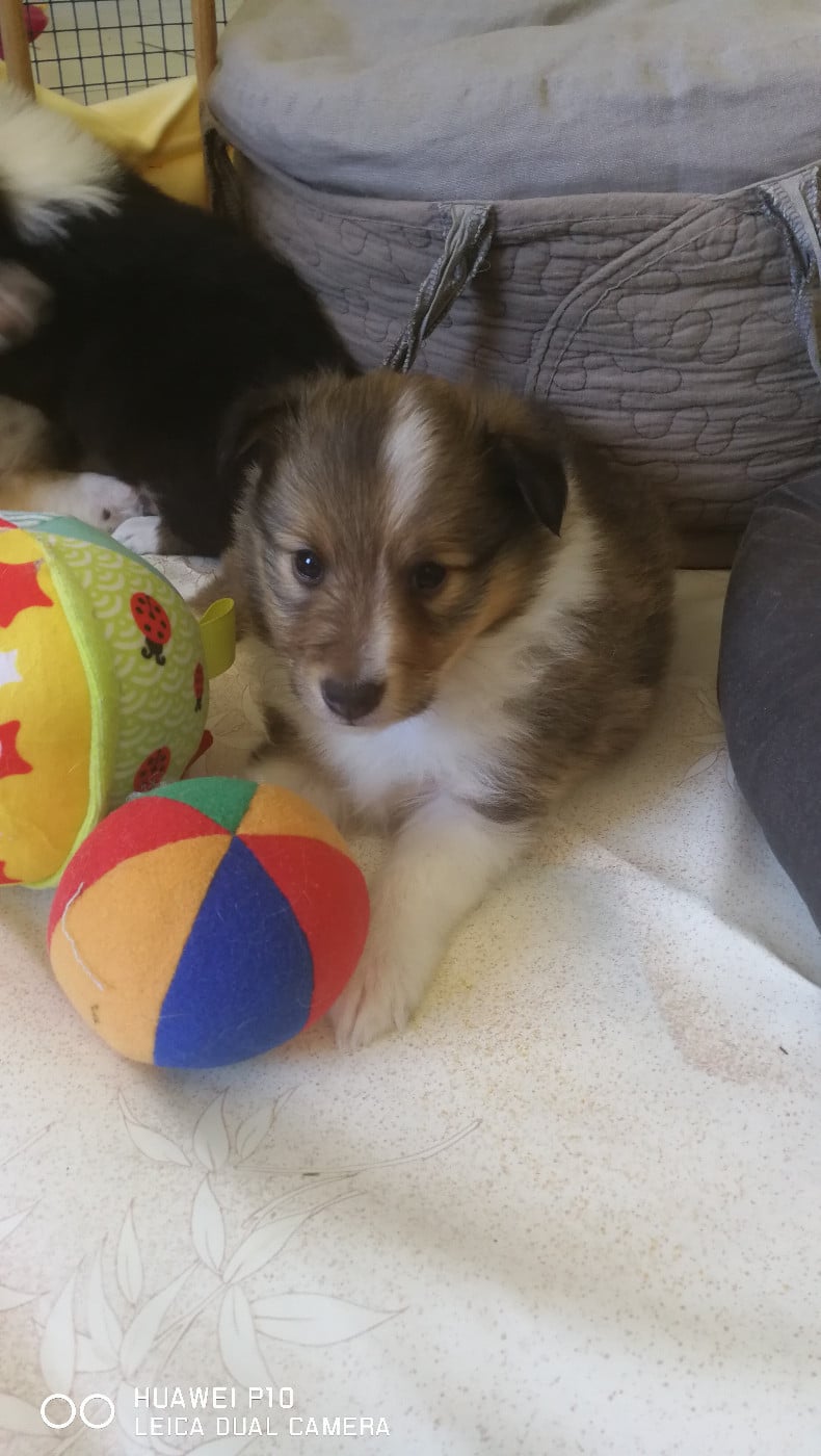 Ukyo Des Shelties De Gaia