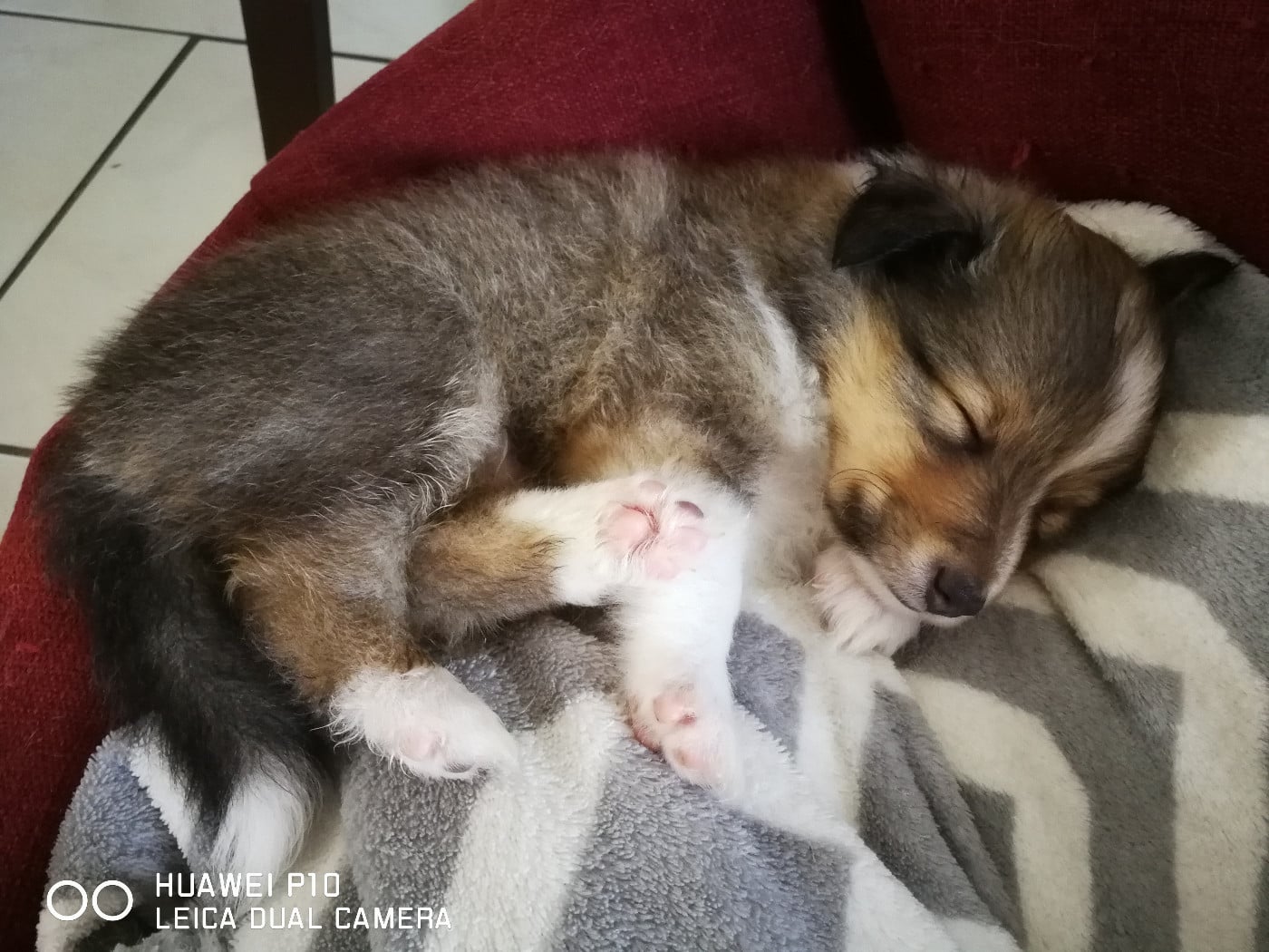 Ukyo Des Shelties De Gaia