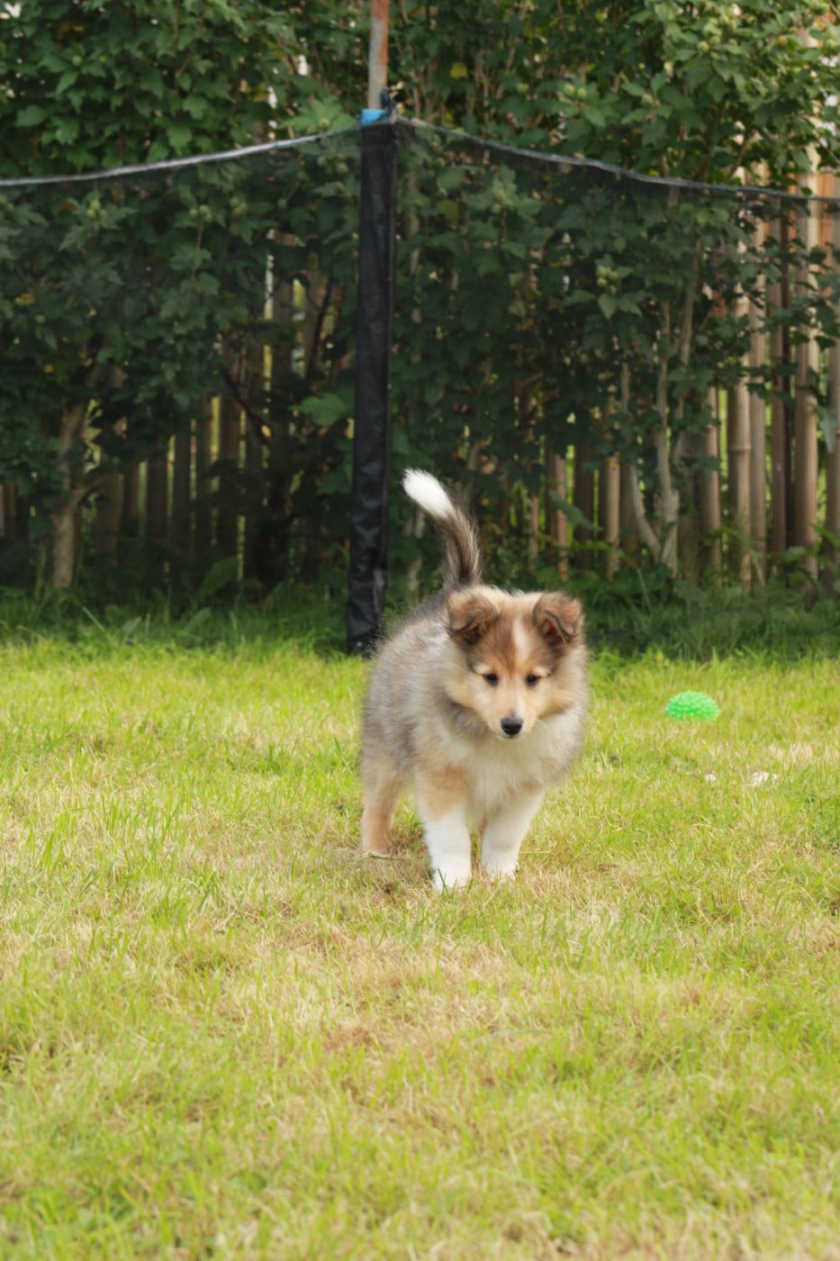 Ukyo Des Shelties De Gaia