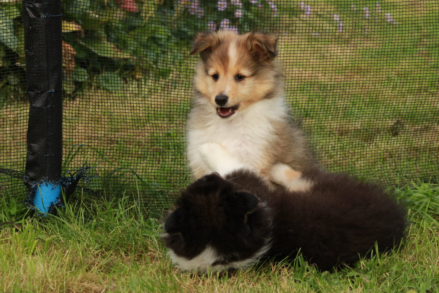 Ukyo Des Shelties De Gaia