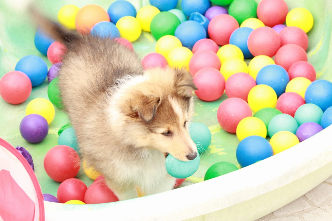 Ukyo Des Shelties De Gaia