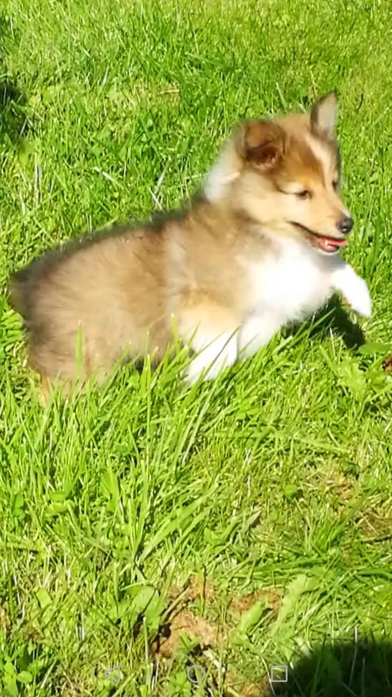 Ukyo Des Shelties De Gaia
