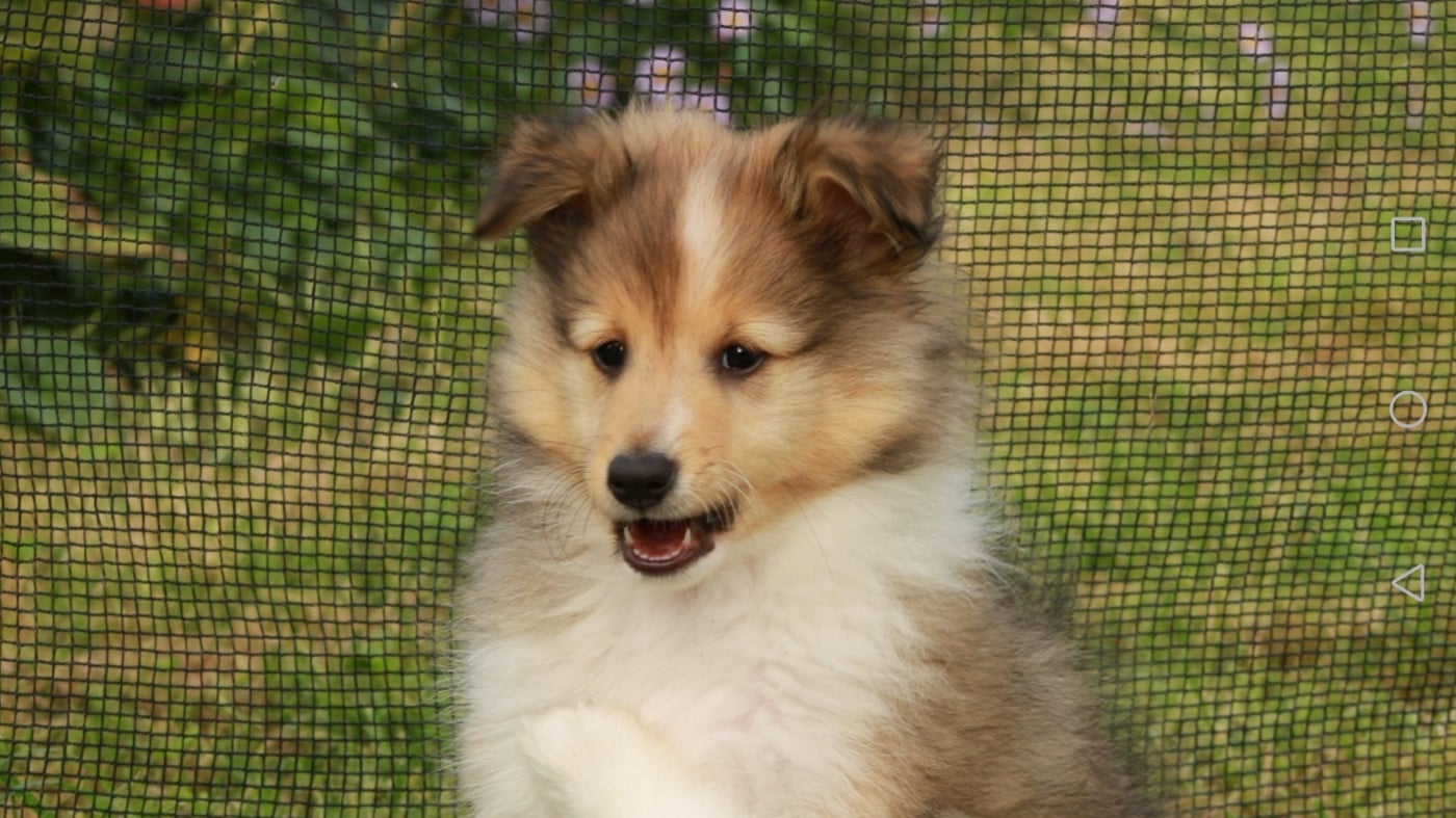 Ukyo Des Shelties De Gaia
