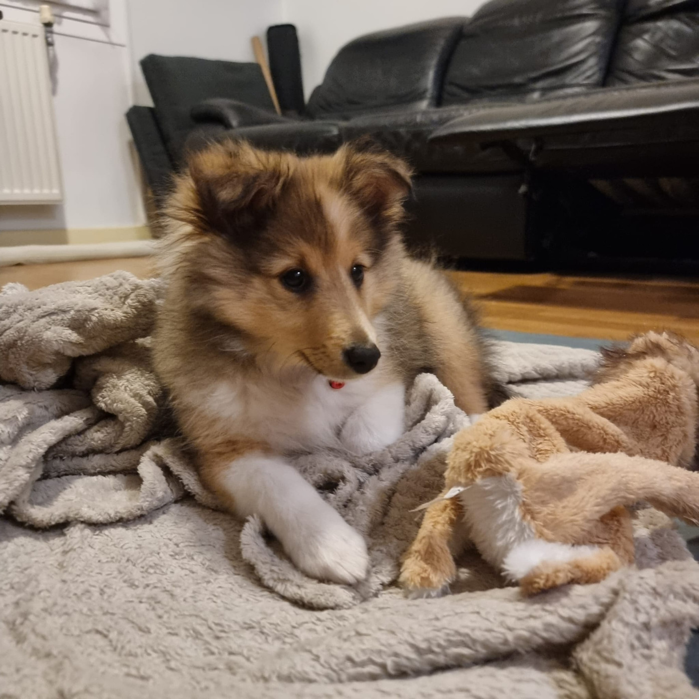 Ukyo Des Shelties De Gaia