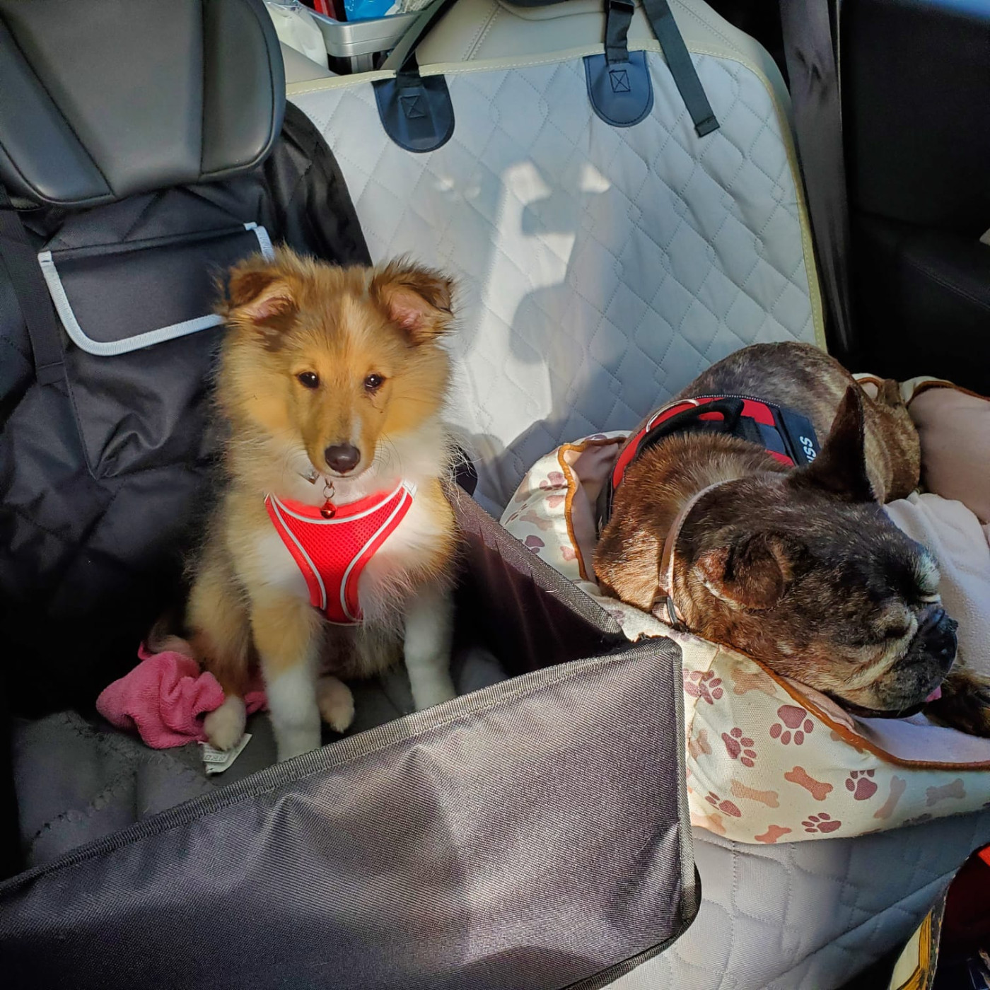 Ukyo Des Shelties De Gaia