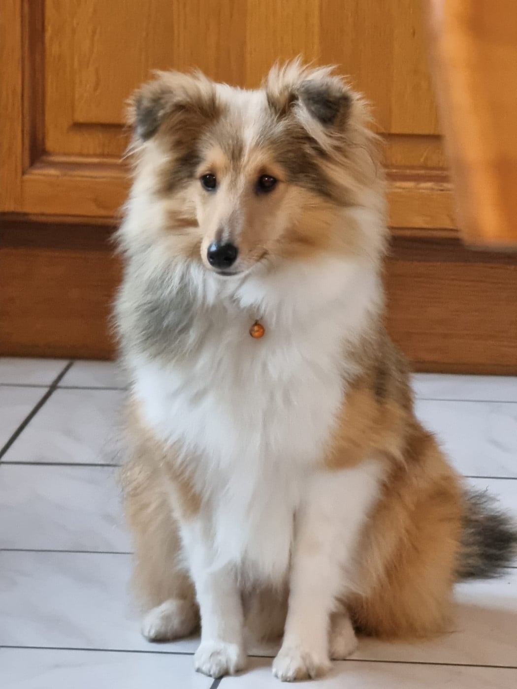 Ukyo Des Shelties De Gaia