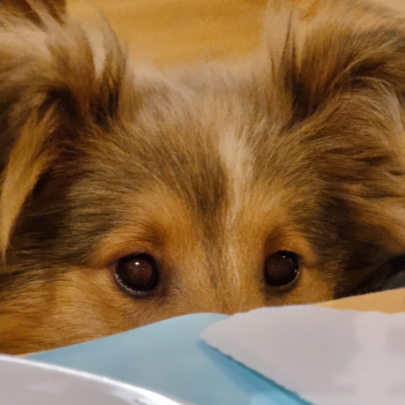 Ukyo Des Shelties De Gaia