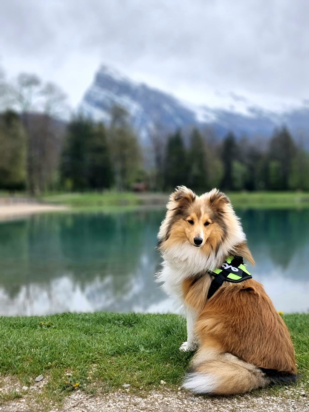 Ukyo Des Shelties De Gaia