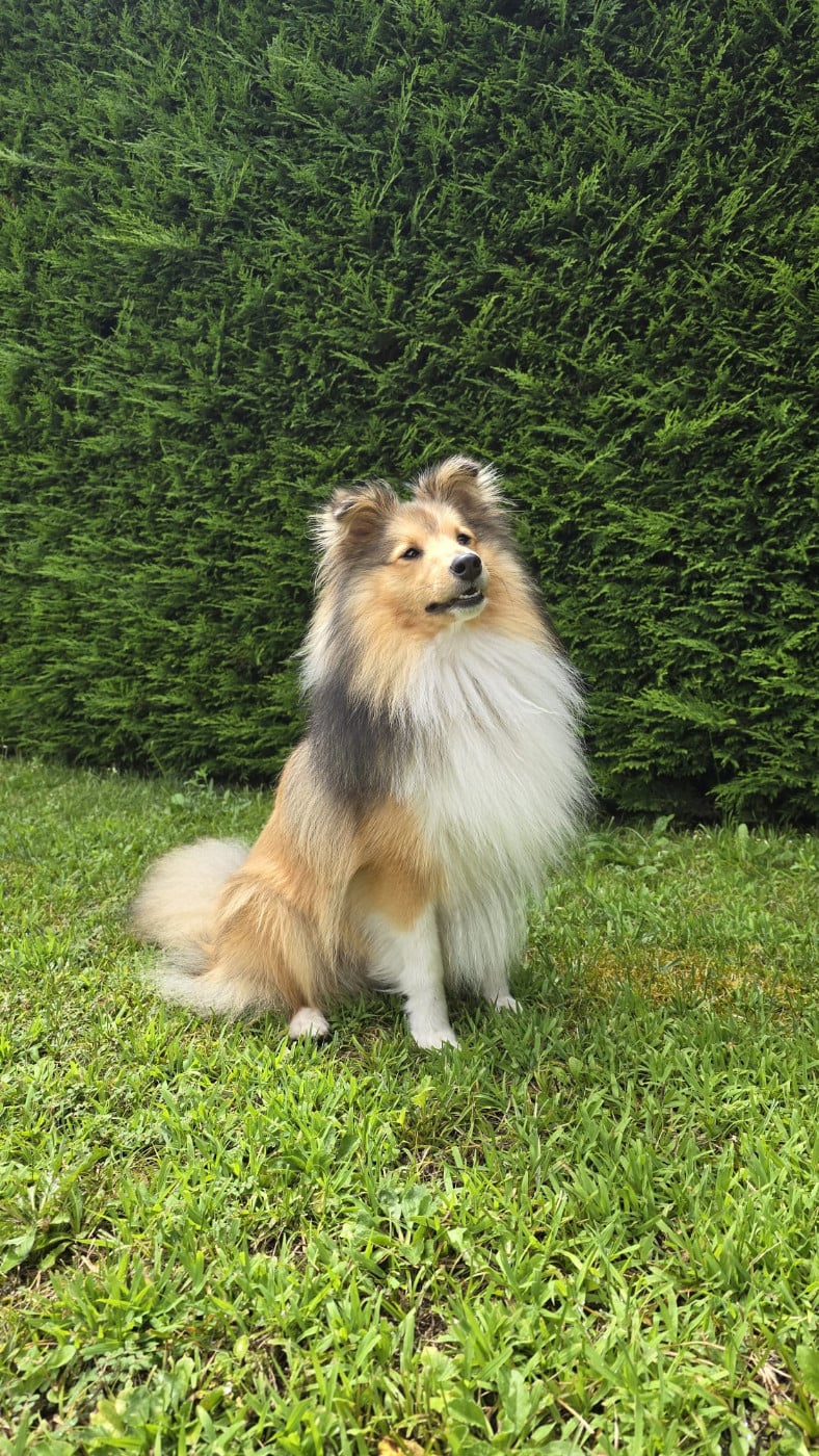 Ukyo Des Shelties De Gaia