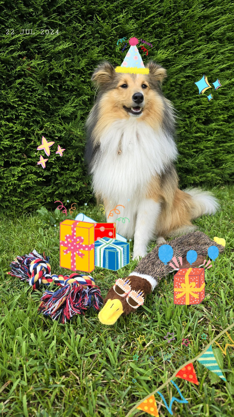 Ukyo Des Shelties De Gaia