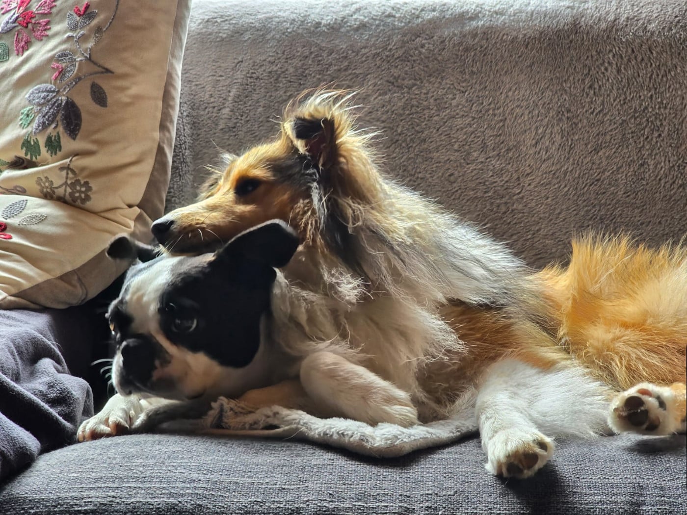 Ukyo Des Shelties De Gaia