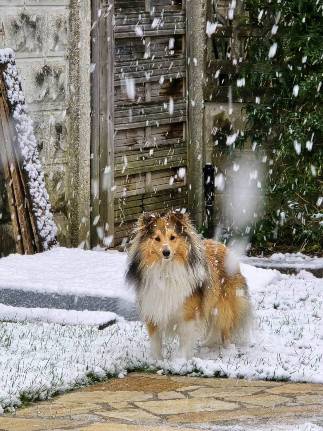 Ukyo Des Shelties De Gaia