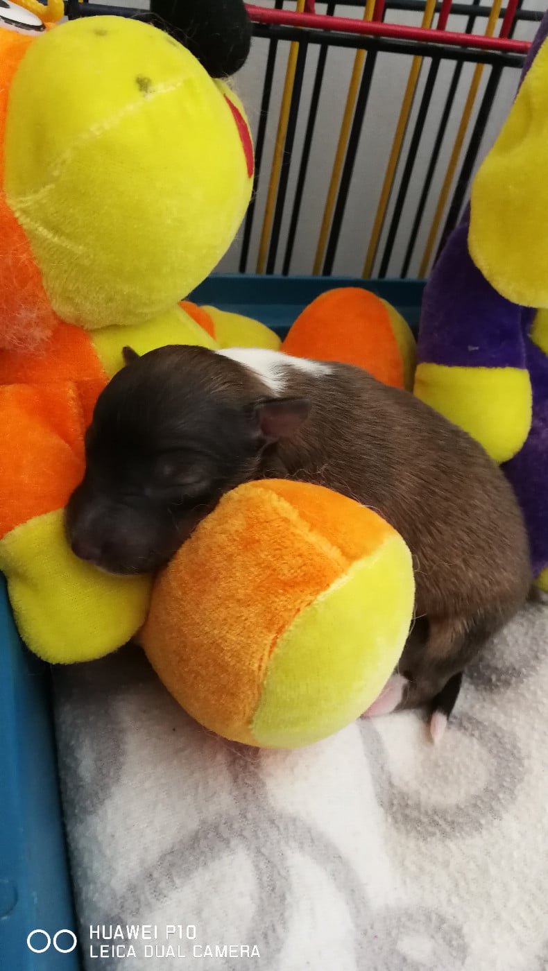 Upside Des Shelties De Gaia