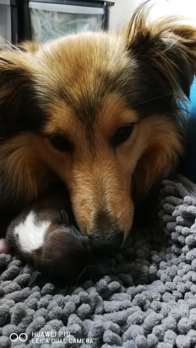 Upside Des Shelties De Gaia