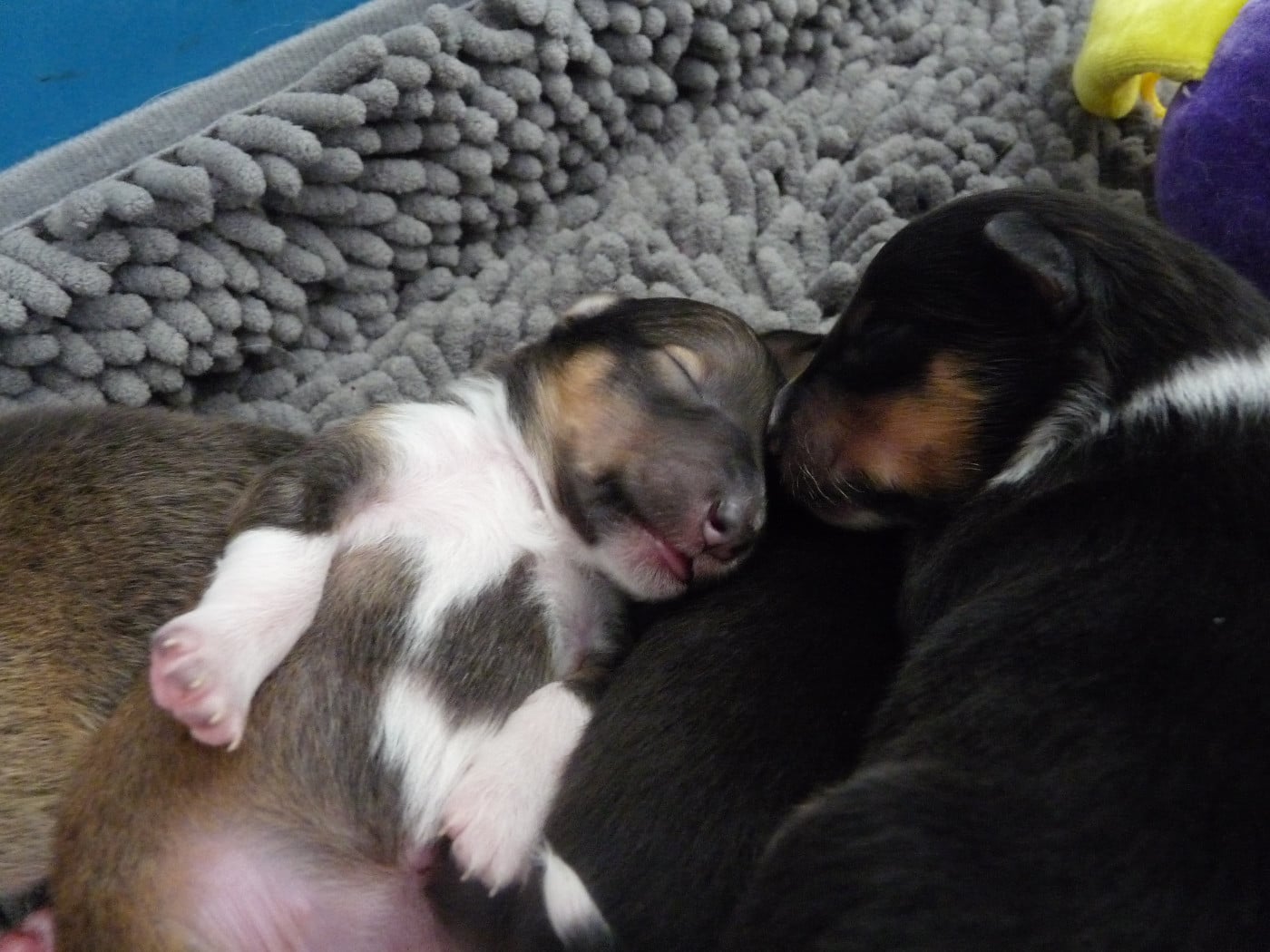 Upside Des Shelties De Gaia