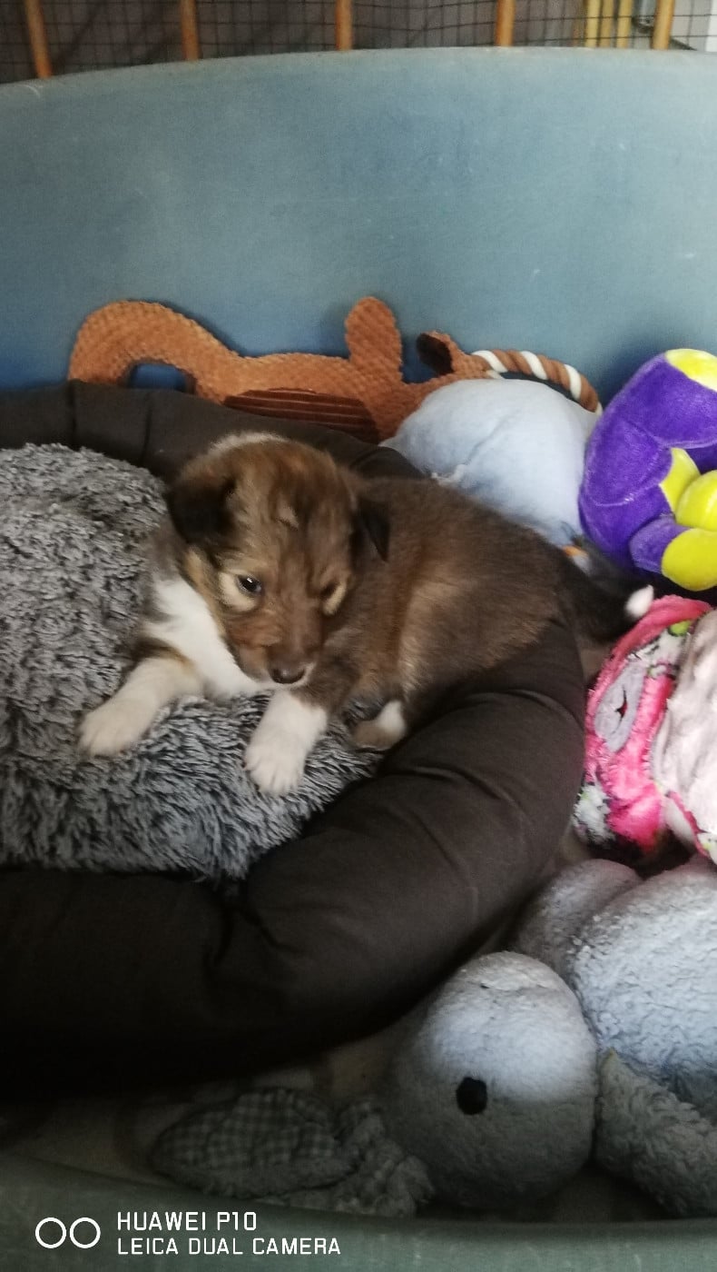 Upside Des Shelties De Gaia