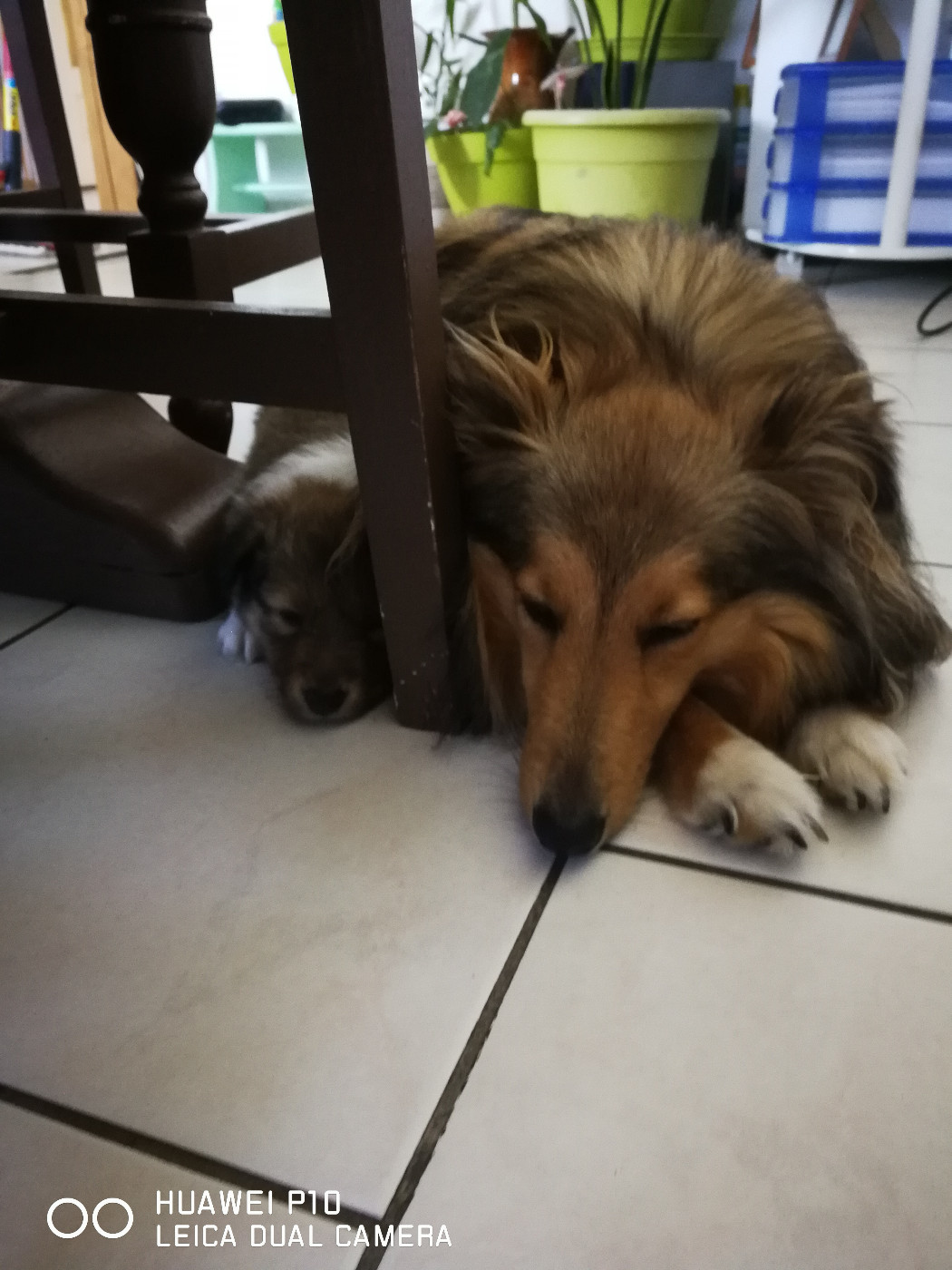 Upside Des Shelties De Gaia