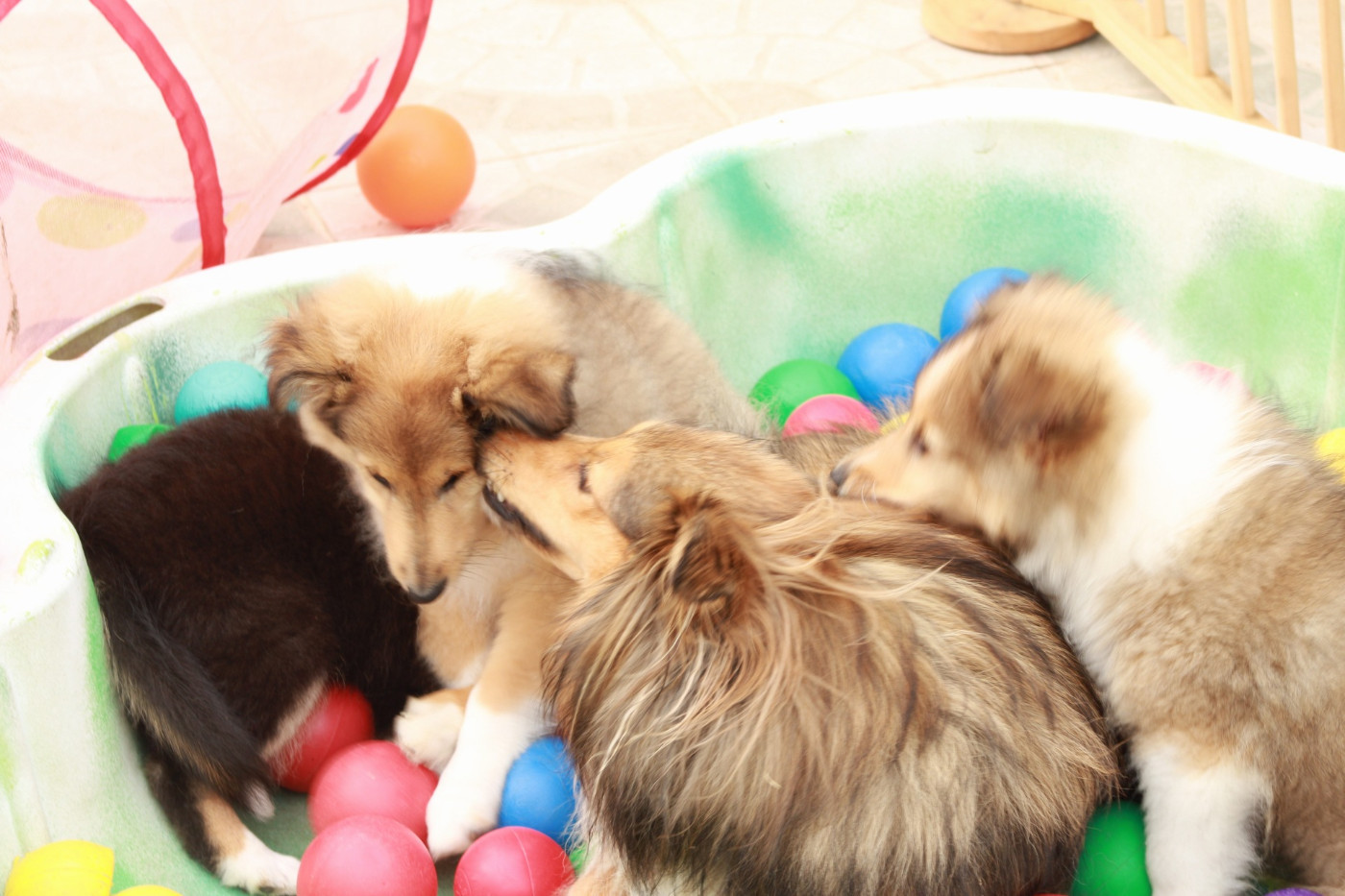 Upside Des Shelties De Gaia