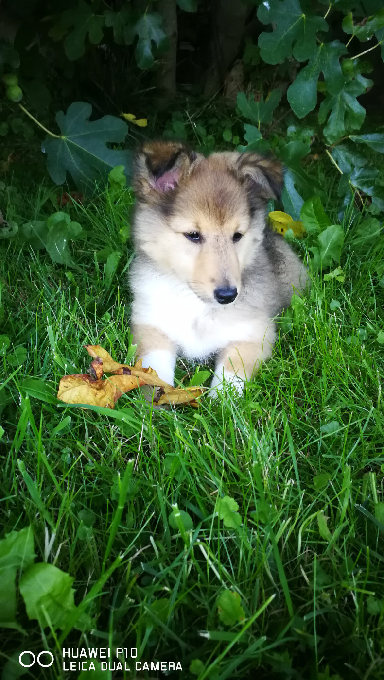Upside Des Shelties De Gaia