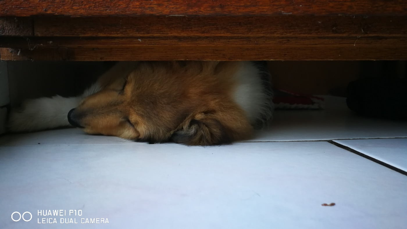 Upside Des Shelties De Gaia