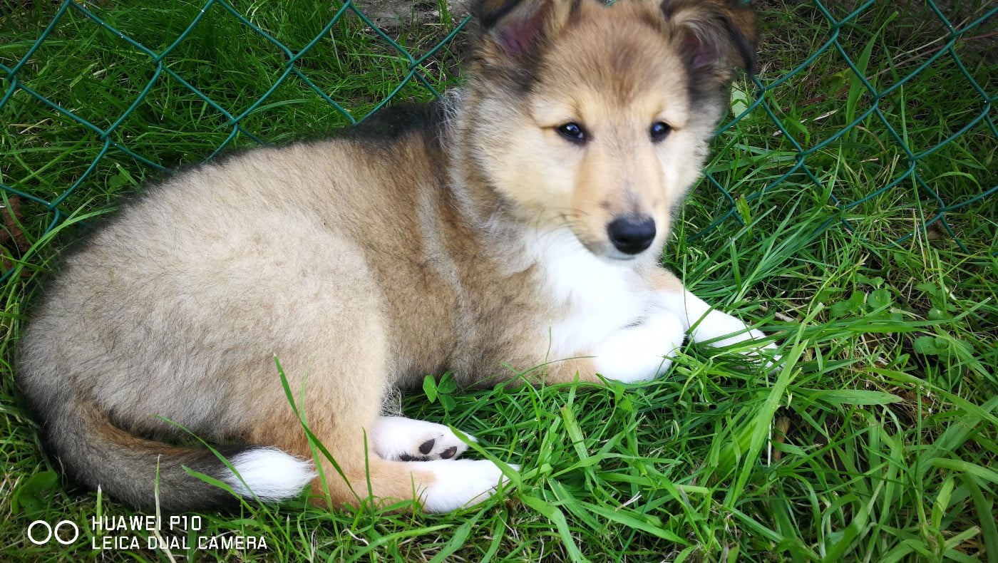 Upside Des Shelties De Gaia