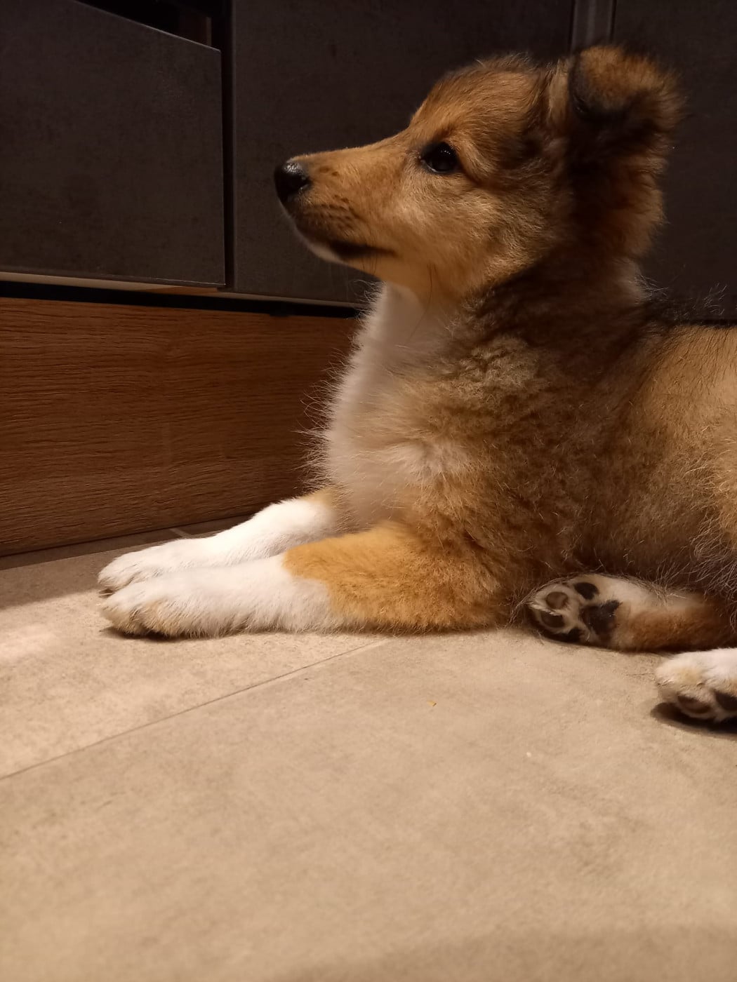 Upside Des Shelties De Gaia