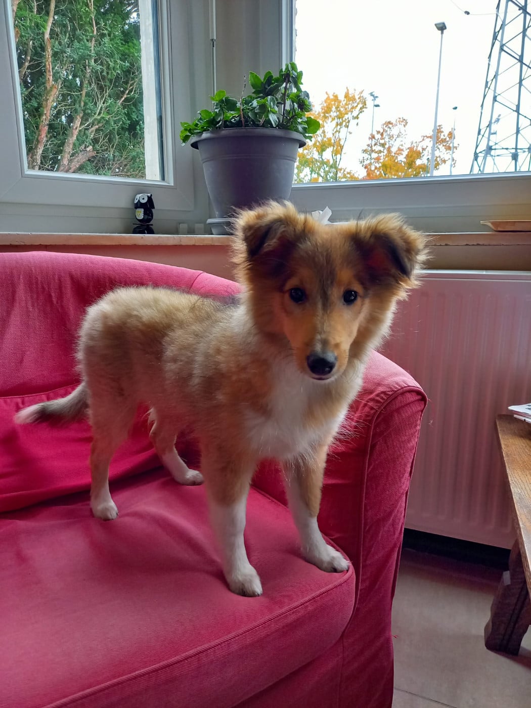 Upside Des Shelties De Gaia