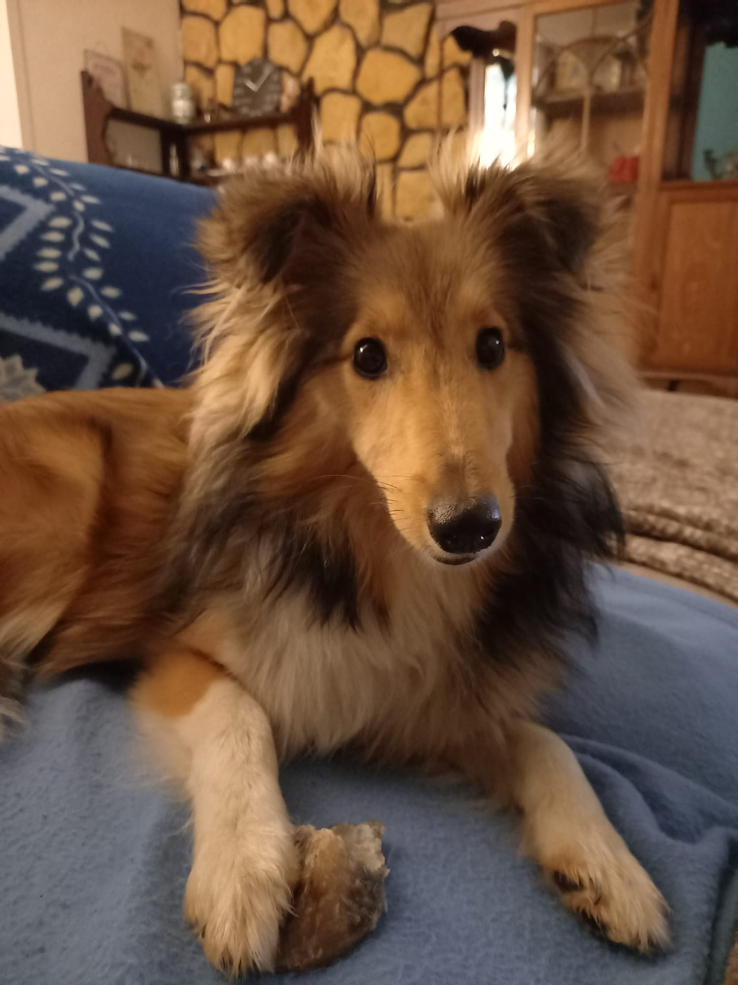 Upside Des Shelties De Gaia