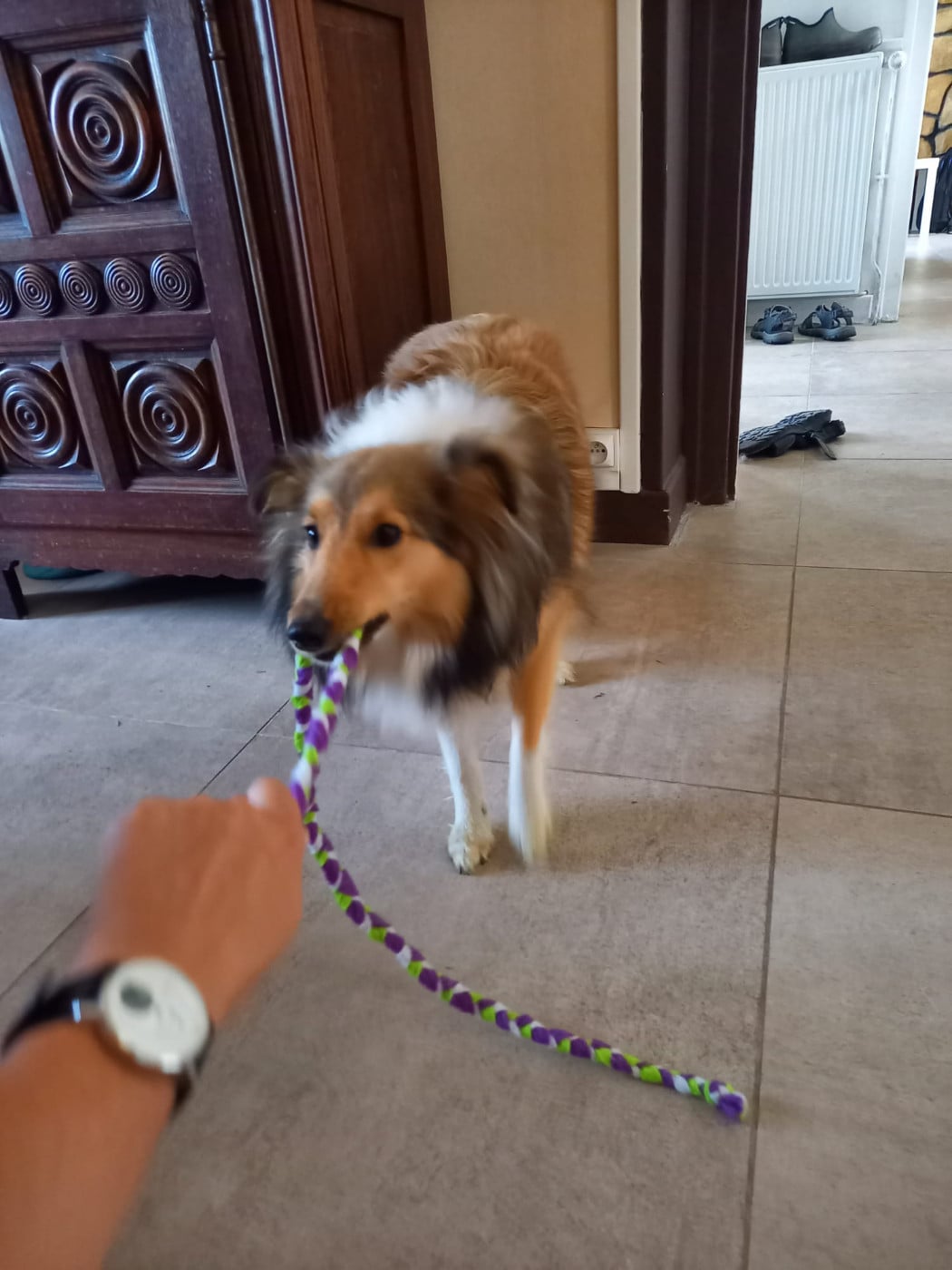 Upside Des Shelties De Gaia