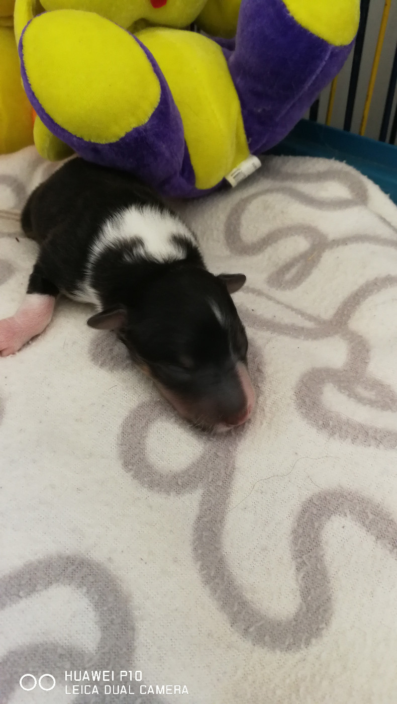 Ursule Brun Des Shelties De Gaia