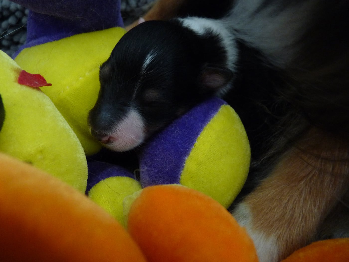 Ursule Brun Des Shelties De Gaia