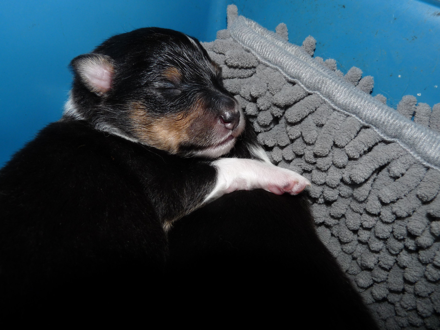 Ursule Brun Des Shelties De Gaia