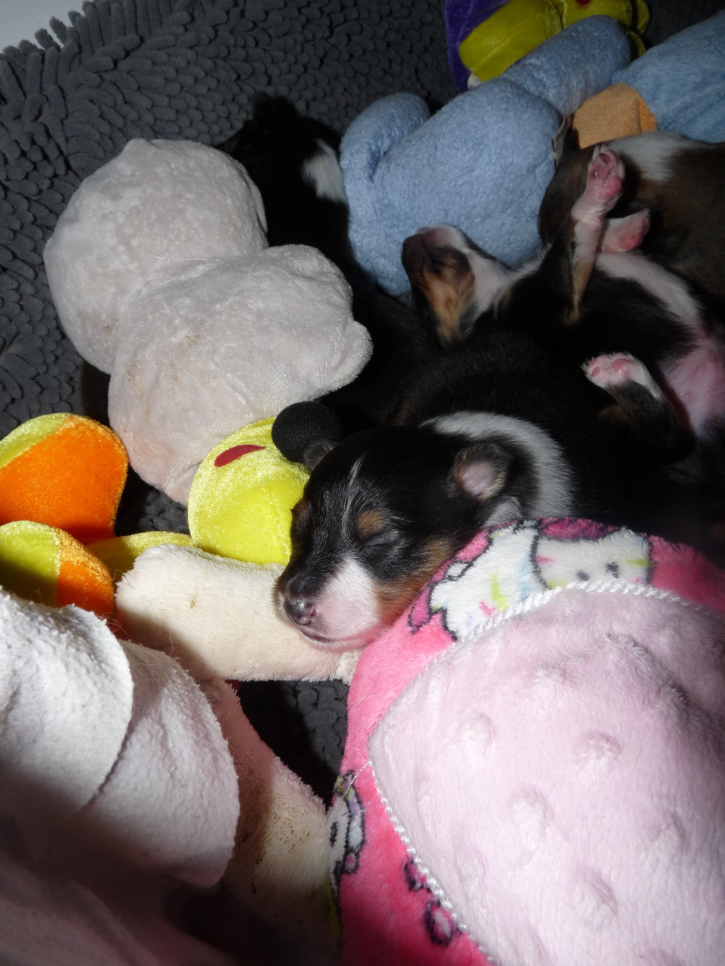 Ursule Brun Des Shelties De Gaia