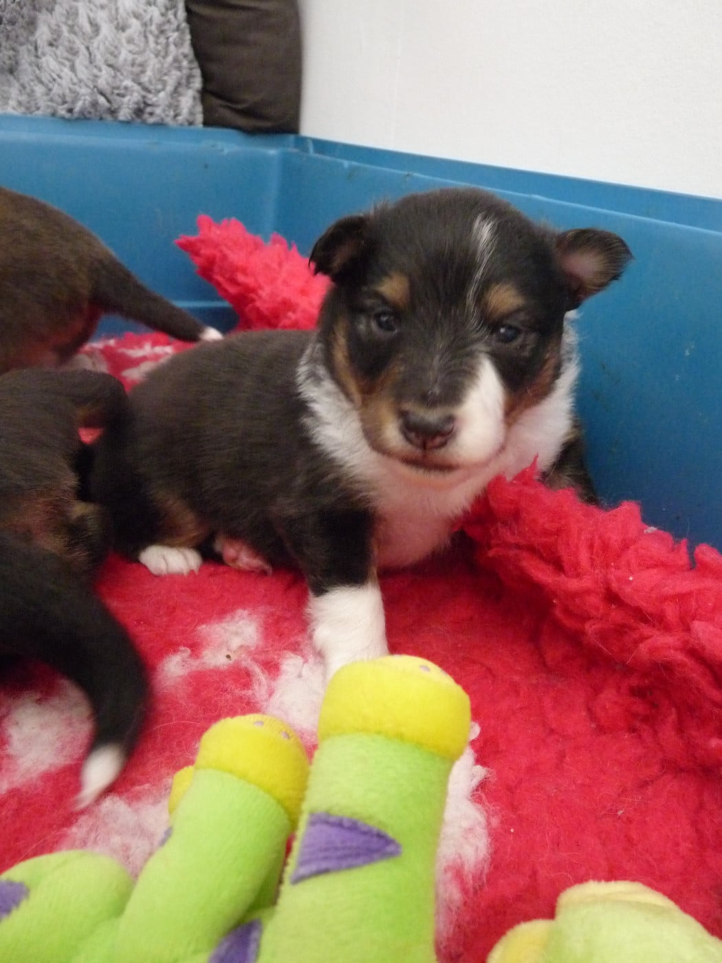 Ursule Brun Des Shelties De Gaia