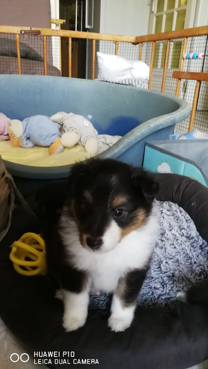 Ursule Brun Des Shelties De Gaia