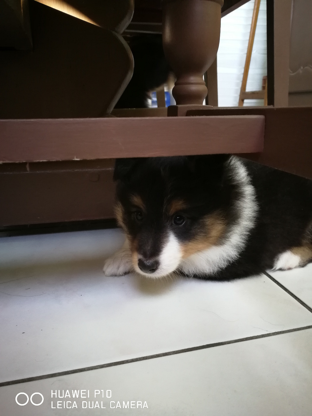 Ursule Brun Des Shelties De Gaia