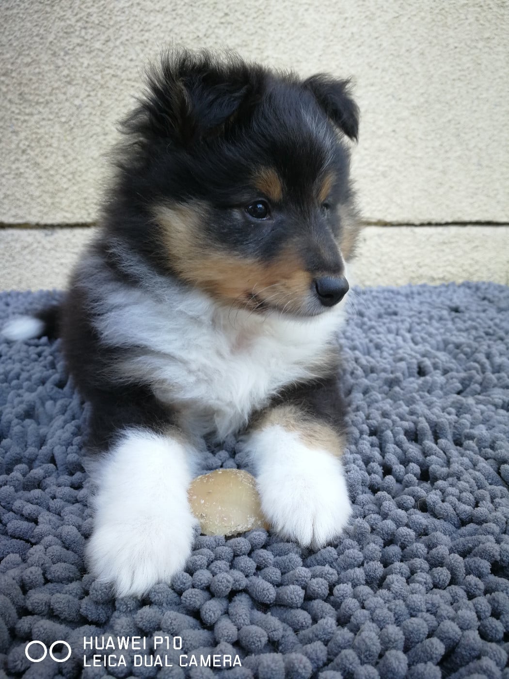 Ursule Brun Des Shelties De Gaia