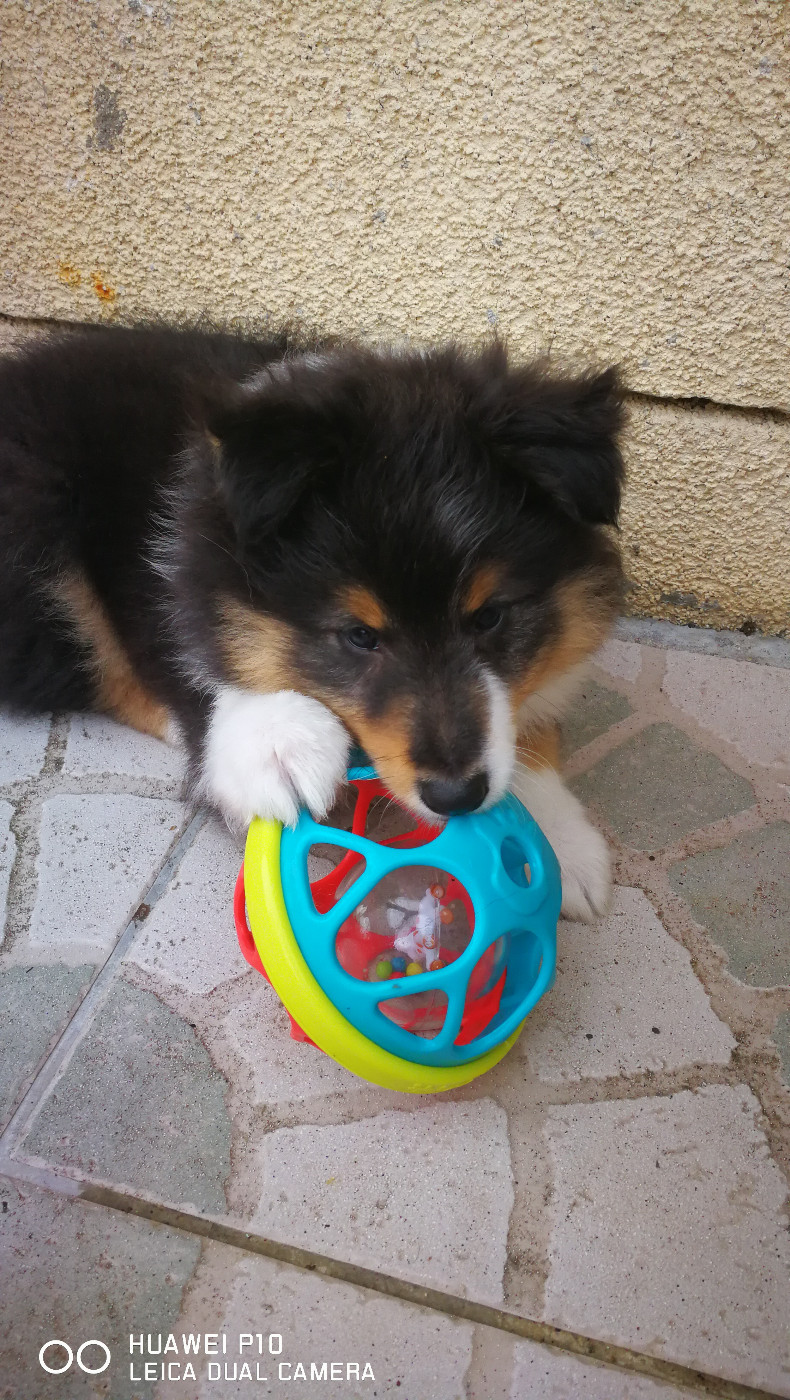 Ursule Brun Des Shelties De Gaia