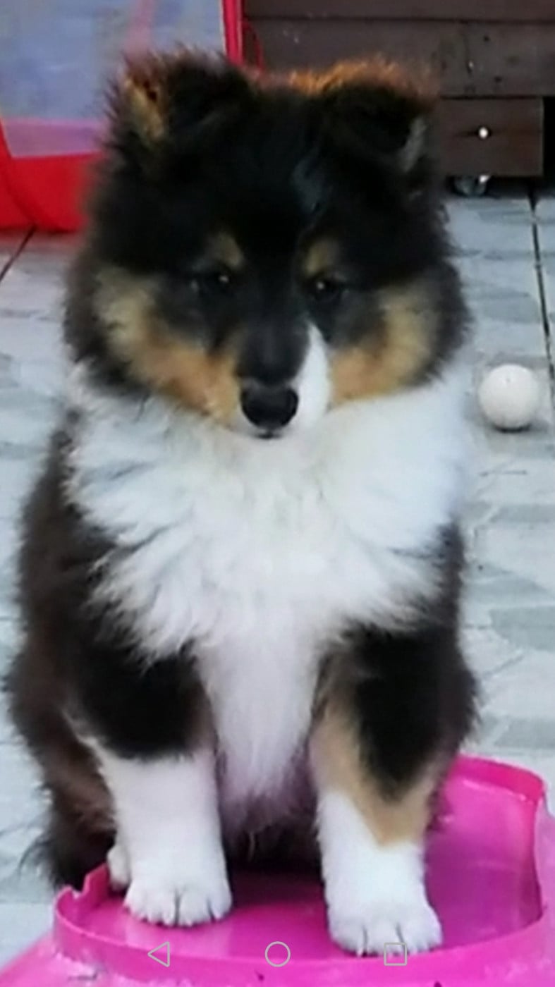 Ursule Brun Des Shelties De Gaia