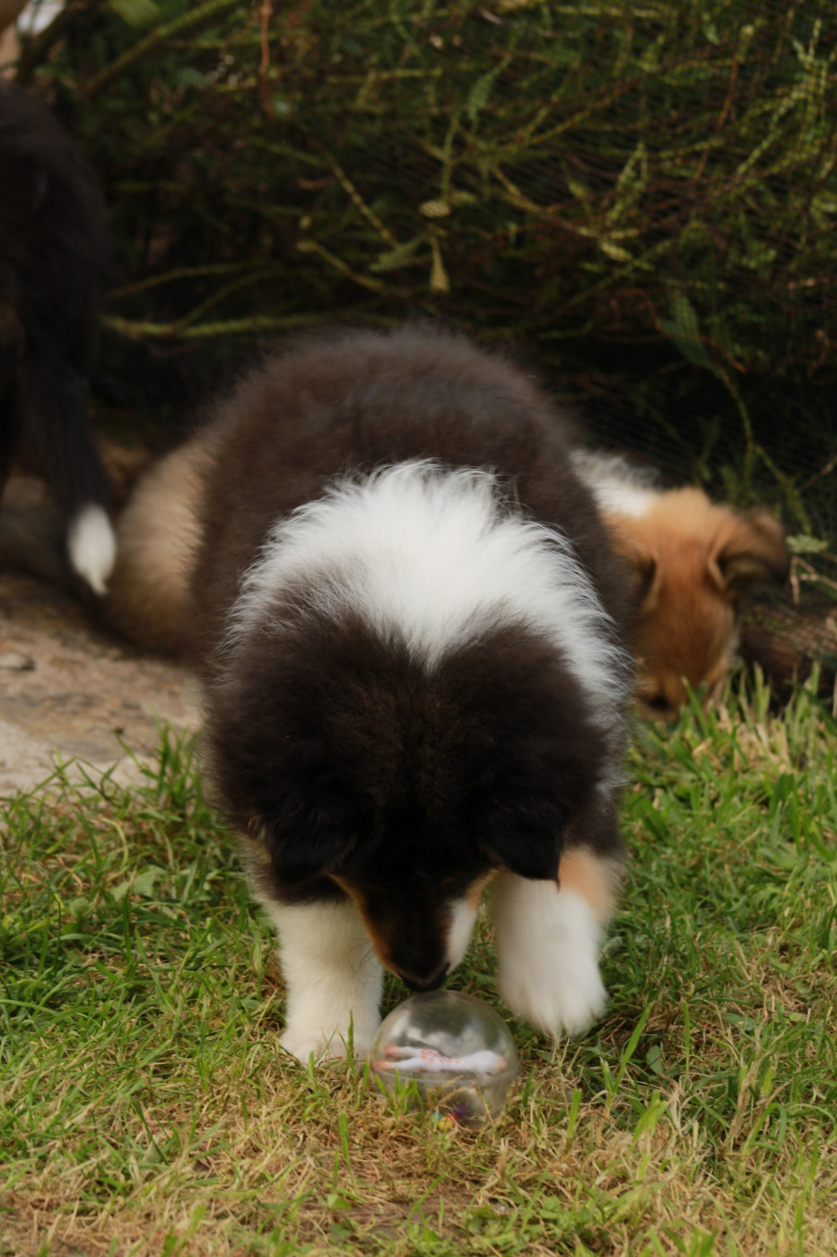 Ursule Brun Des Shelties De Gaia