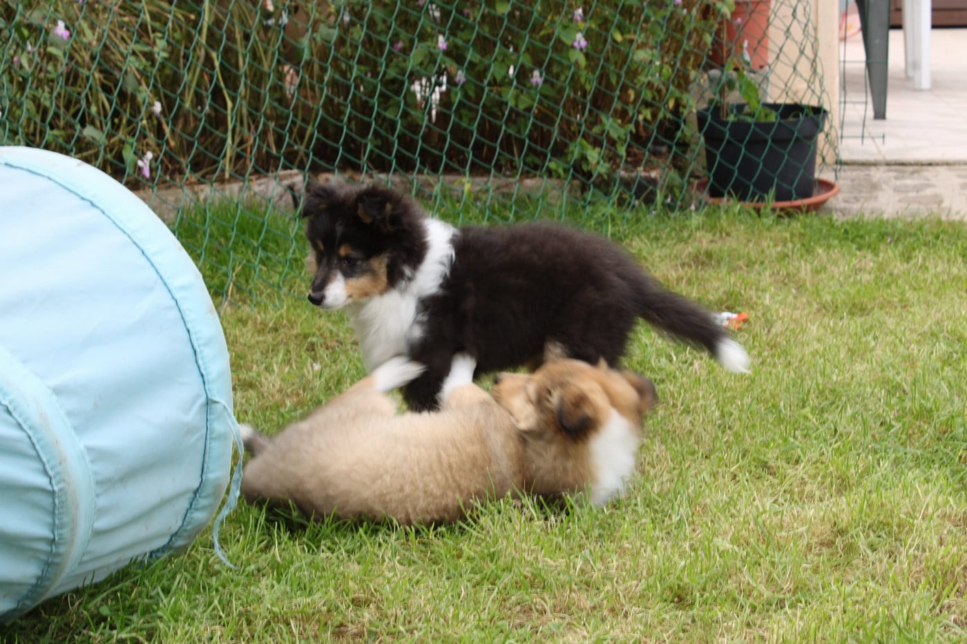 Ursule Brun Des Shelties De Gaia