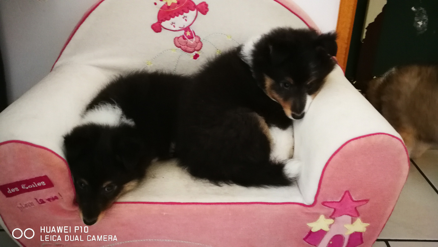 Ursule Brun Des Shelties De Gaia