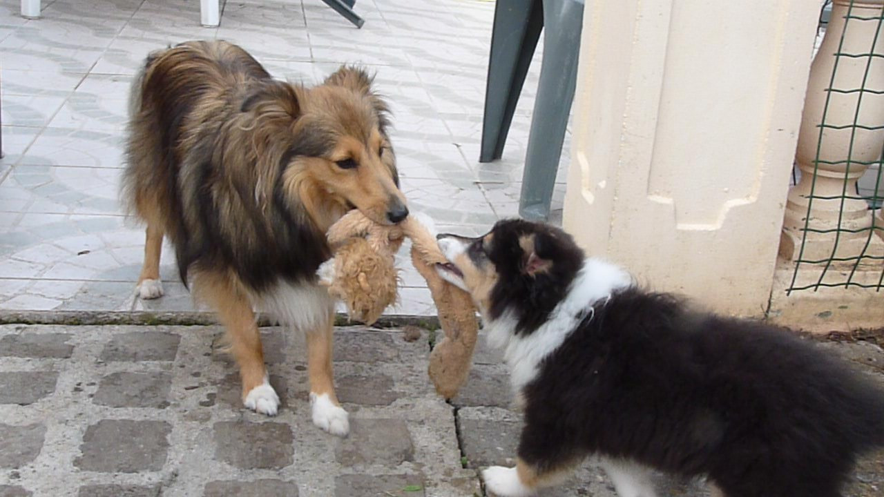 Ursule Brun Des Shelties De Gaia