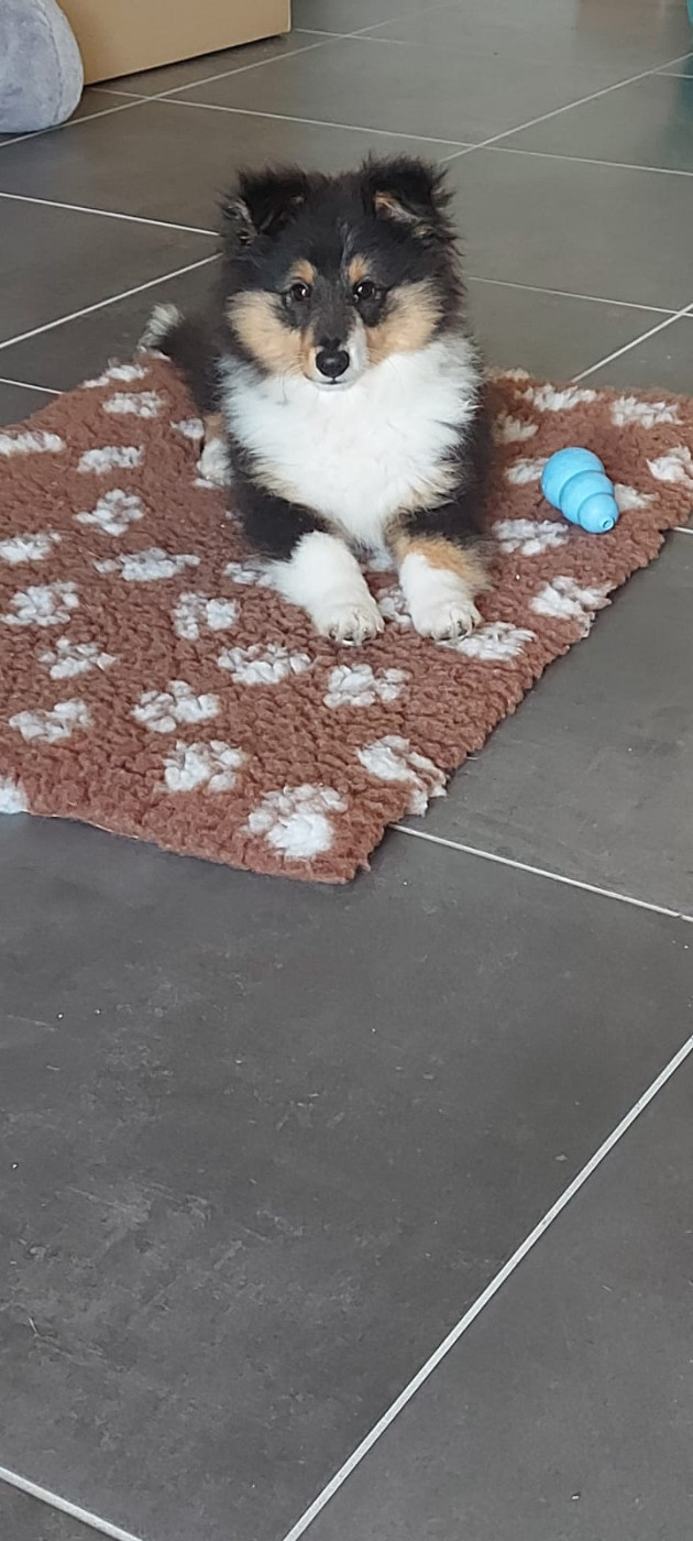 Ursule Brun Des Shelties De Gaia