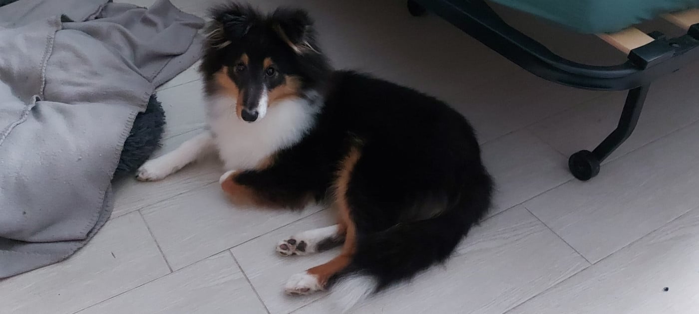 Ursule Brun Des Shelties De Gaia