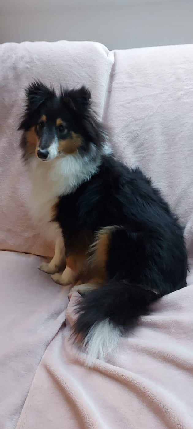 Ursule Brun Des Shelties De Gaia