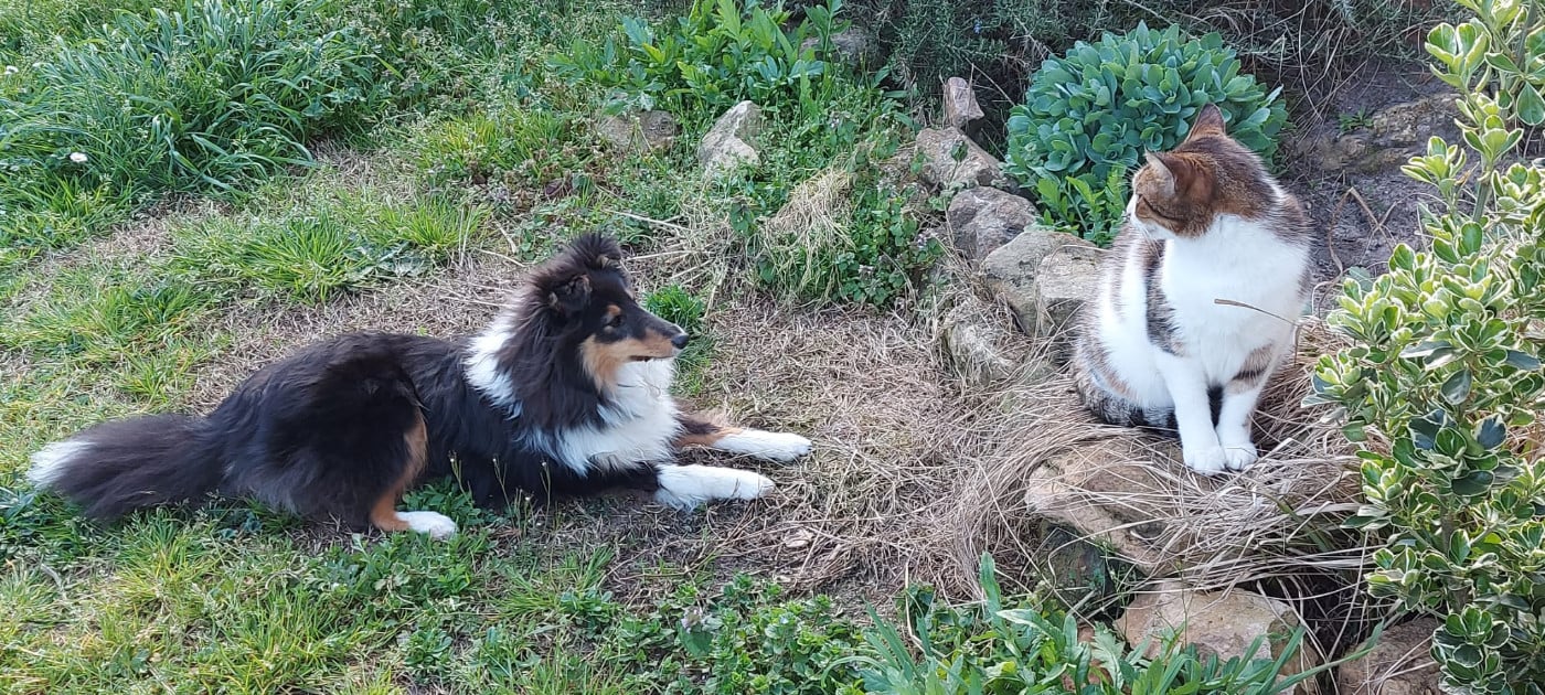 Ursule Brun Des Shelties De Gaia