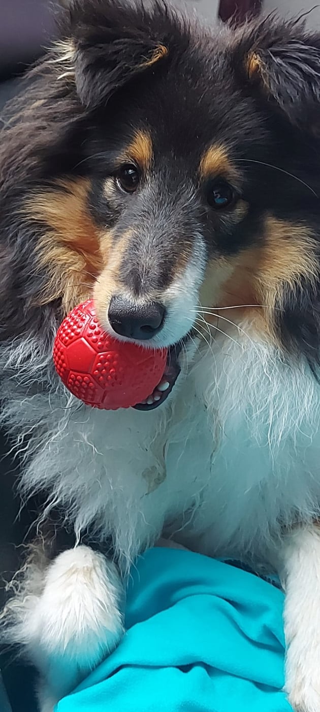 Ursule Brun Des Shelties De Gaia