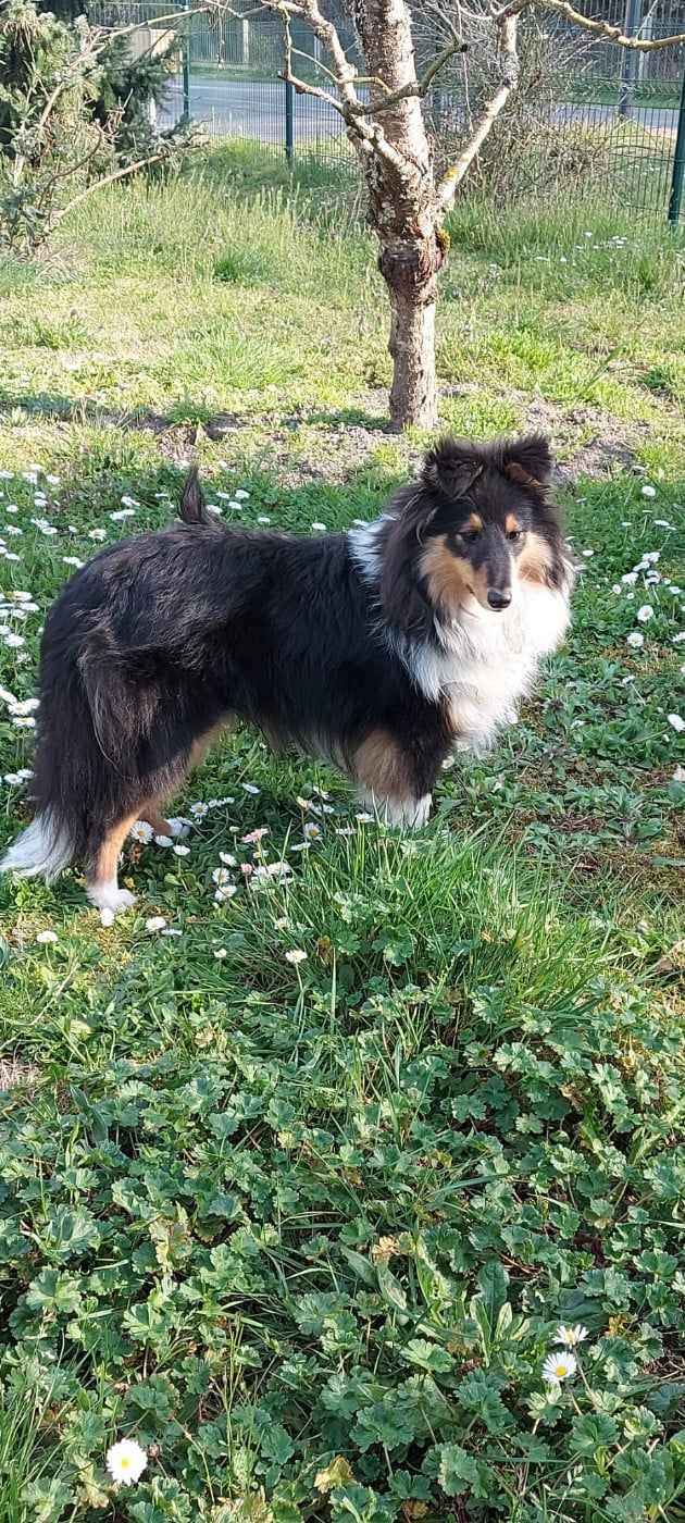 Ursule Brun Des Shelties De Gaia